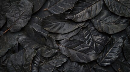 dark nature concept with abstract black leaves for tropical leaf background, providing a monochrome and minimalist aesthetic for a botanical wallpaper