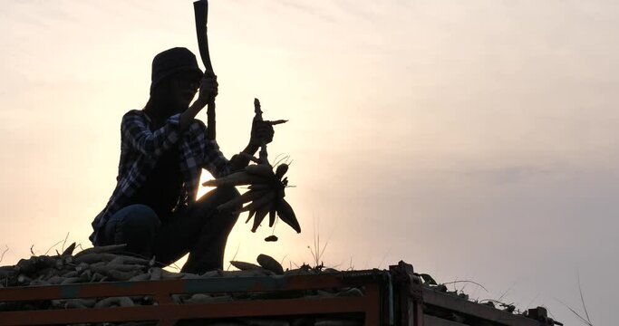 Silhouette of a female farmer harvesting cassava on a truck, cassava harvest (Manihot esculenta)