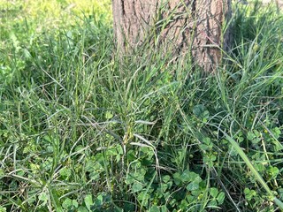 green grass in the wind
