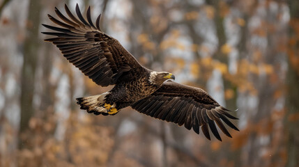 Obraz premium eagle in flight