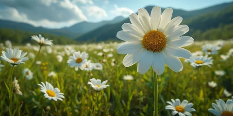 Fototapeten Spring field of white fresh daisies, natural panoramic landscape © Muhammad