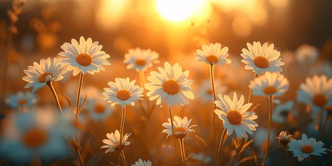 Foto op Plexiglas Spring field of white fresh daisies, natural panoramic landscape © Muhammad