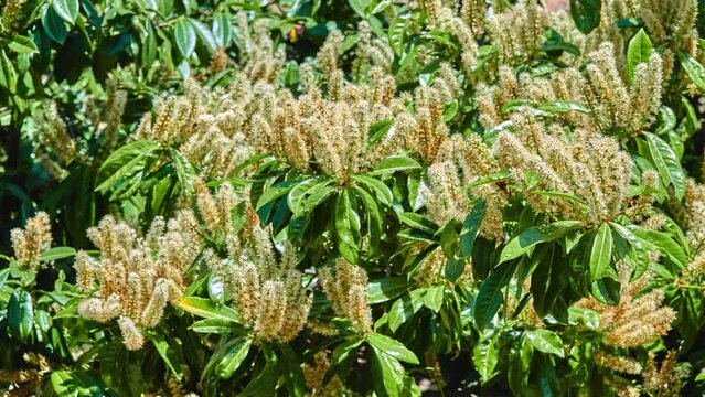 Prunus laurocerasus, also known as cherry laurel, common laurel and sometimes English laurel in North America, is an evergreen species of cherry, native to regions bordering Black Sea.