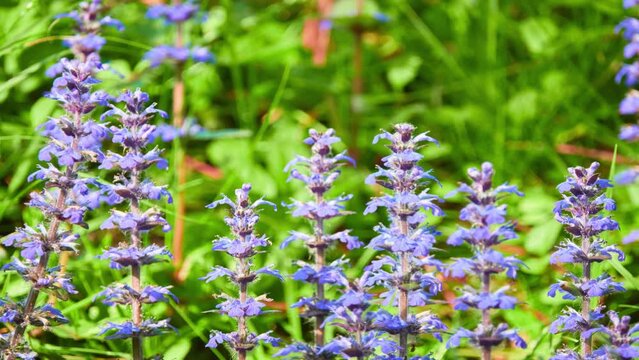 Ajuga reptans is commonly known as bugle, blue bugle, bugleherb, bugleweed, carpetweed, carpet bugleweed, and common bugle, and traditionally but less commonly as St. Lawrence plant.