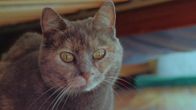 gatto sotto il letto, cat under the bed
