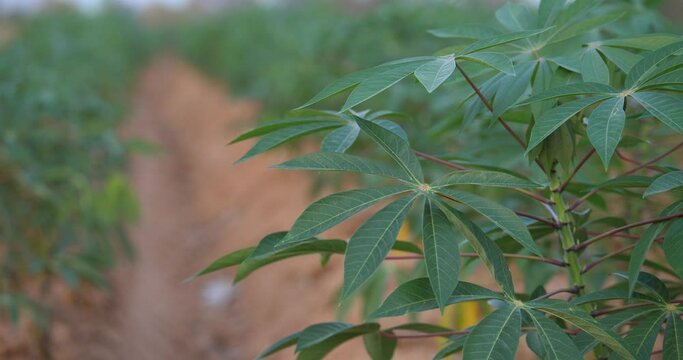 Fields of cassava, cassava growing,