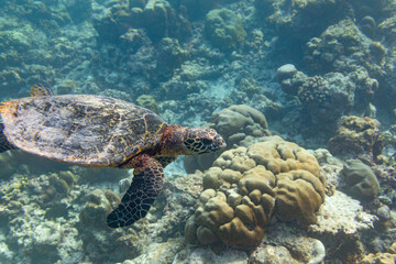 Echte Karettschildkröte im Korallenriff auf den Malediven