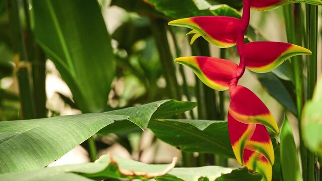 Heliconia rostrata (hanging lobster claw or false bird of paradise)