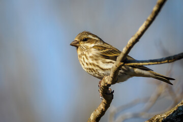 Close-up of beautiful wild Purple Finch bird perched on branch in Kentucky in winter.