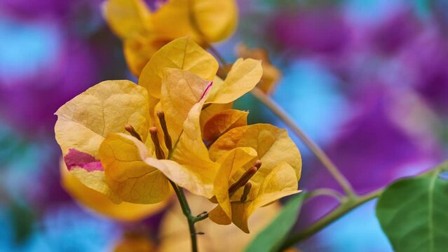 Bougainvillea glabra California Gold