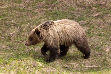 Grizzly Bear in Yellowstone National Park Wyoming