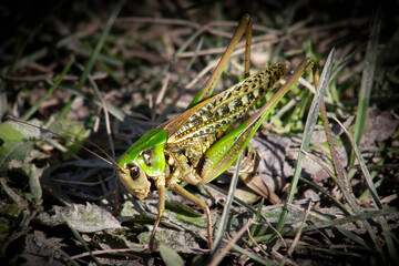 Locust from side eating a green leaf, animal macro.