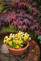 Fototapeta na wymiar Yellow pansy in flower pot on decorative table in garden. Japanese maple leaves 
