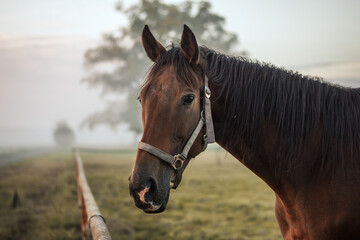Obraz premium Brown thoroughbred horse on pasture in misty morning. Portrait of animal head at ranch