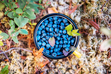 Ripe blueberries in a yellow mug are on the ground on the grass.