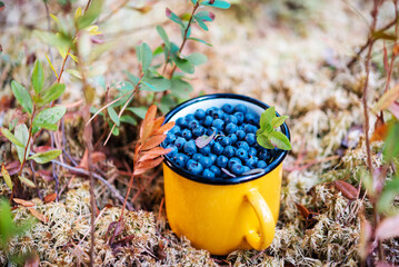 Ripe blueberries in a yellow mug are on the ground on the grass.