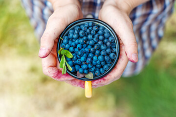 The girl holds a yellow metal mug with ripe blueberries in her hand. Picking wild berries in the forest.