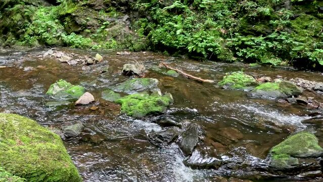 Beautiful river stream running through the Black Forest in Germany. Tall mountains, trees and spectacular views of nature surround the scene. Located in Breitnau, Baden-W&uuml;rttemberg Germany.