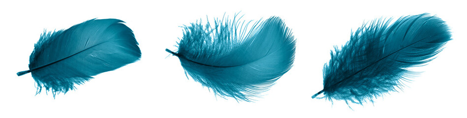 blue feathers on white isolated background © Krzysztof Bubel