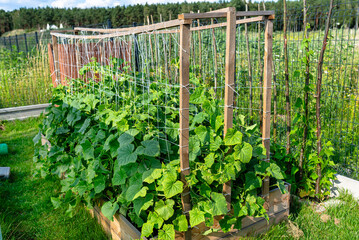 Flowering green cucumbers in a home garden in wooden boxes, visible wooden scaffolding.