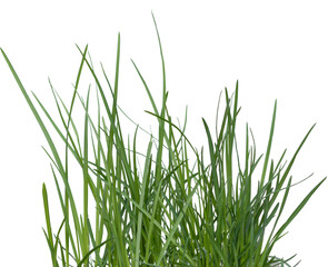 Fototapeta premium Green Grass Border isolated on transparent, png.The collection of grass. bush of grass. Field, meadow, walk, garden.