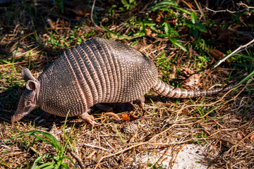 Armadillo In Search of Breakfast