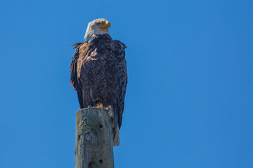 Eagle Surveying