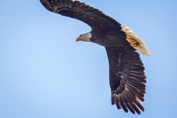 Bald Eagle in Flight