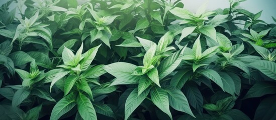 background Pattern of bright green plant leaves