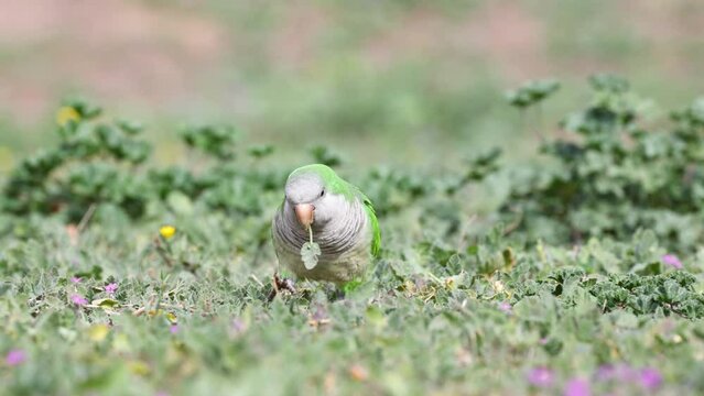 Cotorra argentina comiendo sobre c&eacute;sped natural
