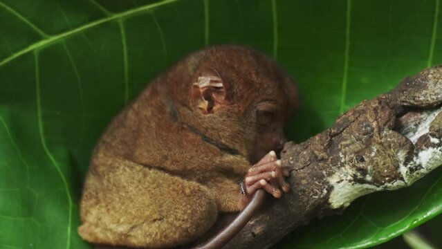 Tarsier monkey (Tarsius Syrichta) on tree in natural jungle environment, Philippines. Bohol island, 4k