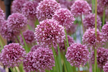 Allium ampeloprasum ornamental onion 'Purple Mystery' in flower