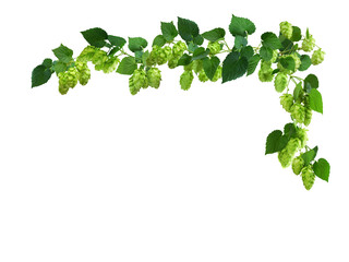twig of hop isolated on transparent, png. Beer hops ingredient. Branch of fresh hops cones. Hops herb for medicinal herb