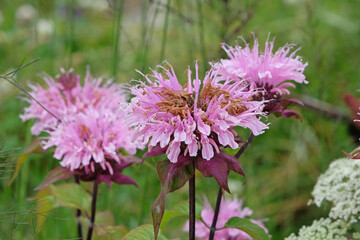 Wild purple bergamot bee balm in flower.