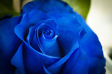 Natural blue rose on grayish background