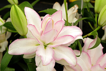 White and pink edged Lilium Roselily 'Anouska' in flower.