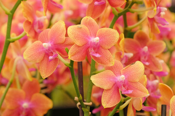 Fototapeta premium Orange and pink Phalaenopsis boguetto moth orchid in flower.