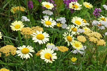 Fototapeta premium Anthemis tinctoria ÕSauce Hollandaise' daisy in flower.