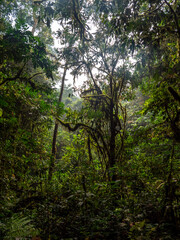 Regenwald im Bwindi Impenetrable National Park, Uganda.