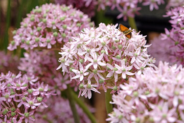 Allium ornamental onion 'Pink Jewel' in flower.