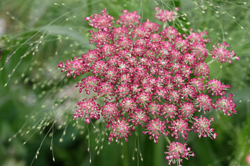 Pink Daucus carota, wild carrot, 'Dara' in flower.