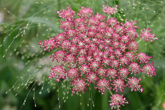 Pink Daucus carota, wild carrot, 'Dara' in flower.