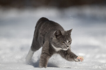 Gray and white cat playing in the snow in the yard of a home after a winter storm