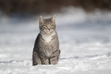 Cute tabby cat in snow in a backyard of a home following a winter storm