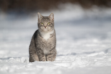 Cute tabby cat in snow in a backyard of a home following a winter storm