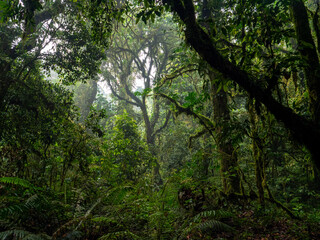 Fototapeta premium Regenwald im Bwindi Impenetrable National Park, Uganda.