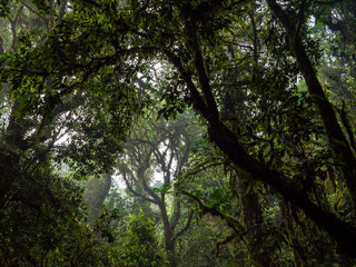 Regenwald im Bwindi Impenetrable National Park, Uganda.