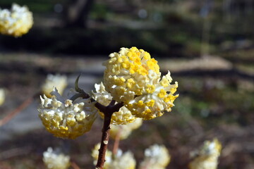 Blüten eines Japanischen Papierstrauchs
