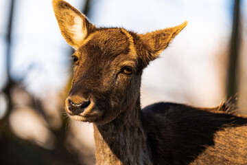 Close up of a female deer in the golden hour sunlight