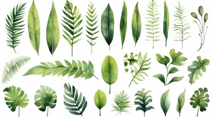 Fotobehang Tropische bladeren Set of watercolor illustrations with different green exotic leaves. Botanical illustration on white background for wedding, congratulations, wallpapers, fashion, backdrops, wrappers, print